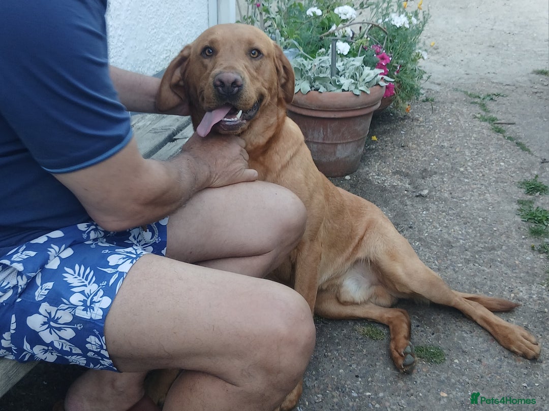 Labrador Retriever dogs for sale: 2 year old Male Fox Red Labrador KC reg for sale. - Image 4
