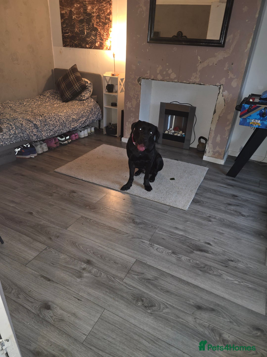 Cane Corso dogs for sale: Roxie is 2& 1/2 - Advert 2