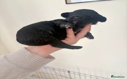 Cockapoo dogs for sale: Female f1b cockapoo puppies - Image 12