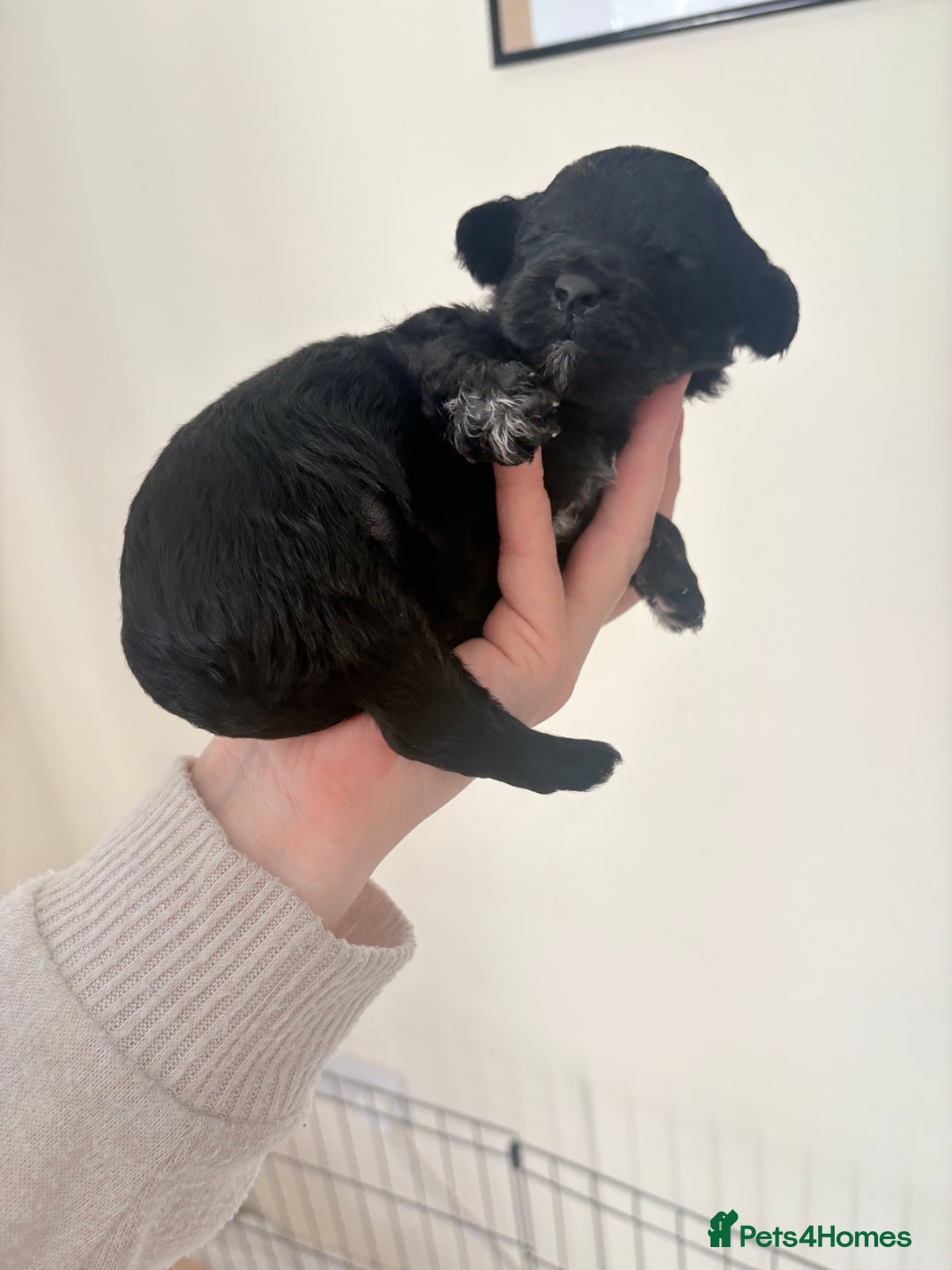 Cockapoo dogs for sale: Female f1b cockapoo puppies - Image 12