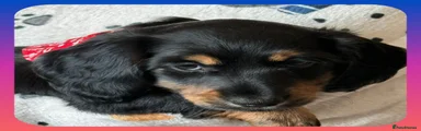 Miniature Dachshund Puppy 1