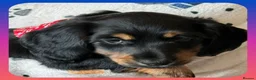 Miniature Dachshund dogs for sale: 💥REDUCED!💥 LAST 2 KC Mini Long haired Dachshund - Advert 24