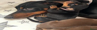 Miniature Dachshund 6 black tan pink band