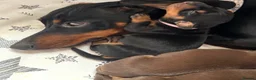Miniature Dachshund dogs for sale: Miniature dachshund puppy last boy - Advert 28