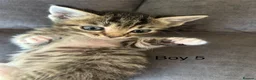 Mixed Breed cats for sale: Stunning kittens available ready now  - Advert 39