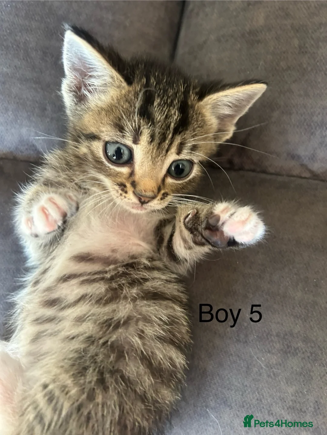 Mixed Breed cats for sale: Stunning kittens available ready now  - Advert 39