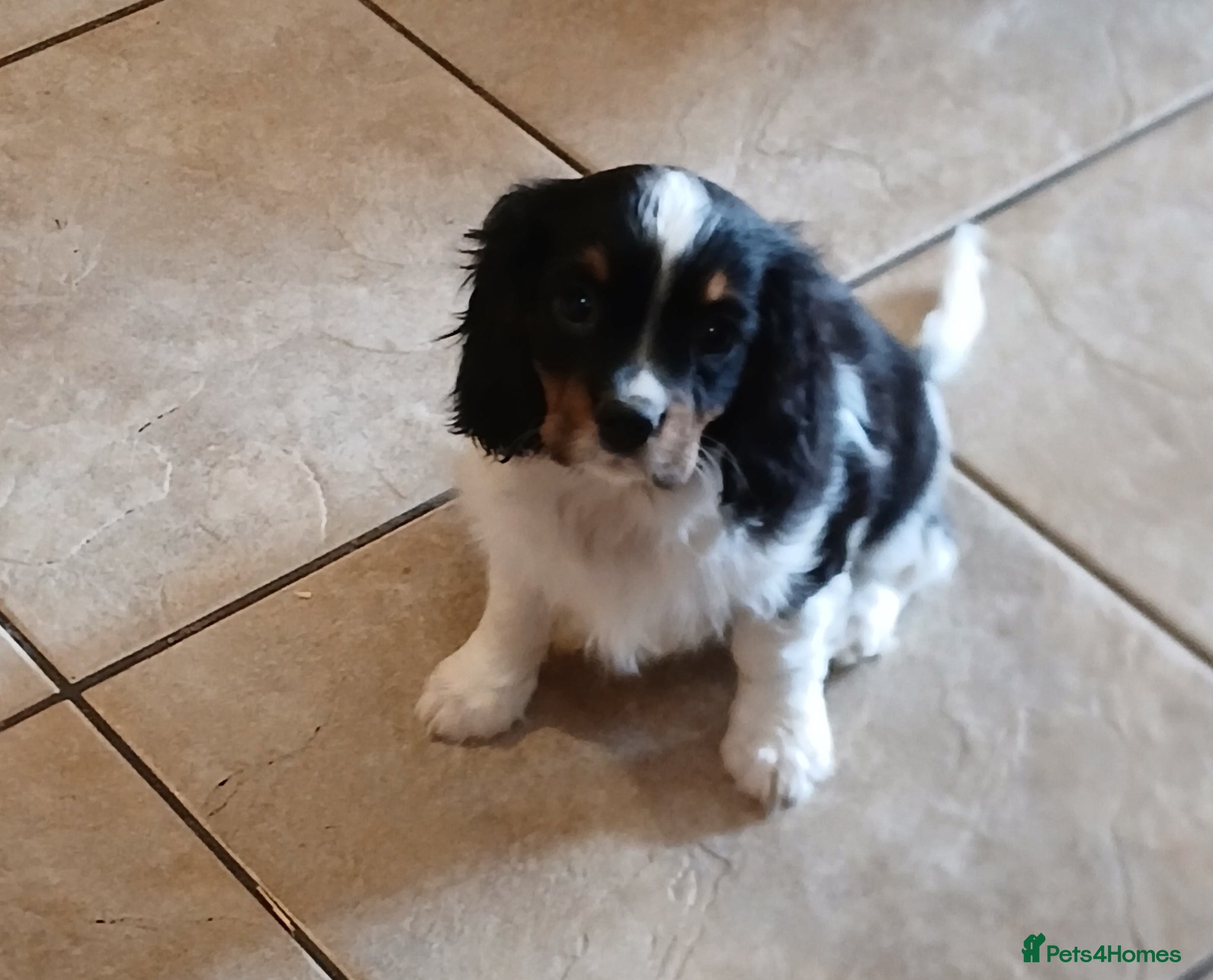 Cavalier King Charles Spaniel dogs Beautiful puppies - Advert 1