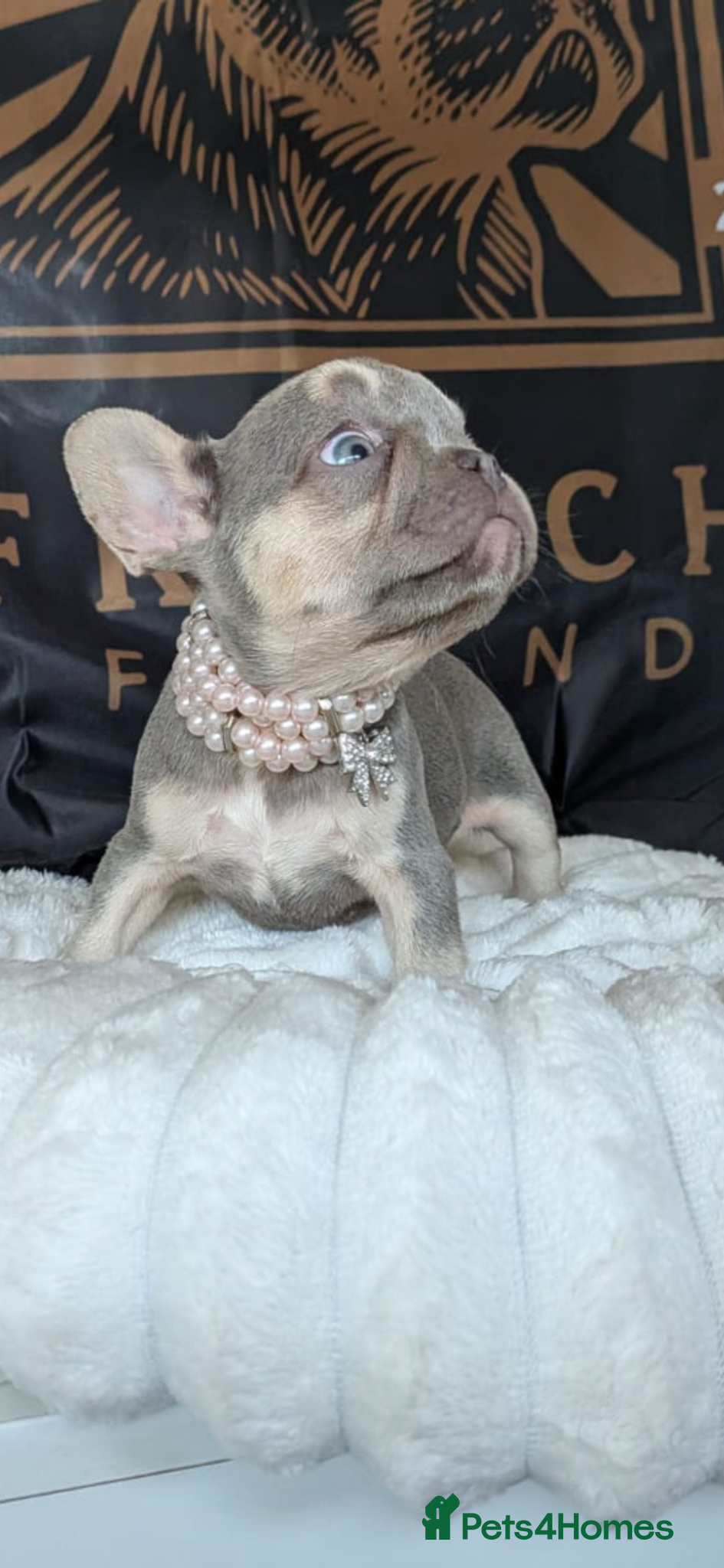 French Bulldog dogs ⭐️Gorgeous French Bulldog Puppies⭐️ - Advert 13