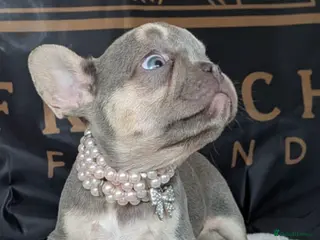 French Bulldog dogs ⭐️Gorgeous French Bulldog Puppies⭐️ - Advert 13