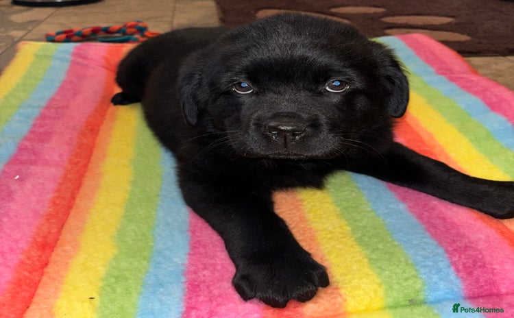 Mixed Breed dogs 💚 STUNNING NEWFOUNDLAND X READY NOW  - Advert 2