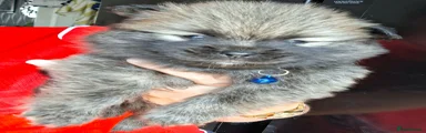 Pomeranian 2