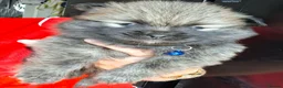 Pomeranian dogs for sale: 2 beautiful pom boys waiting for 4ever homes🥰 - Advert 13