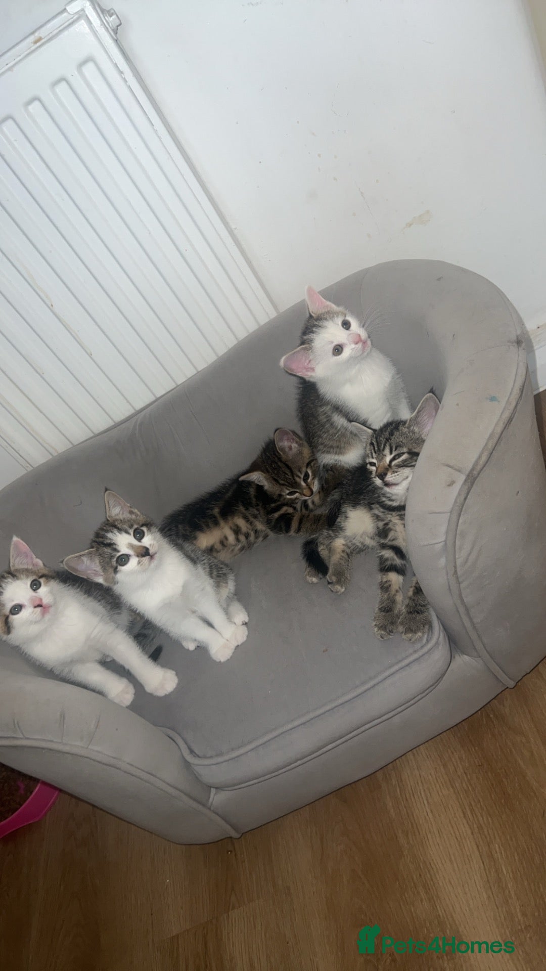 Mixed Breed cats Kittens  - Advert 2