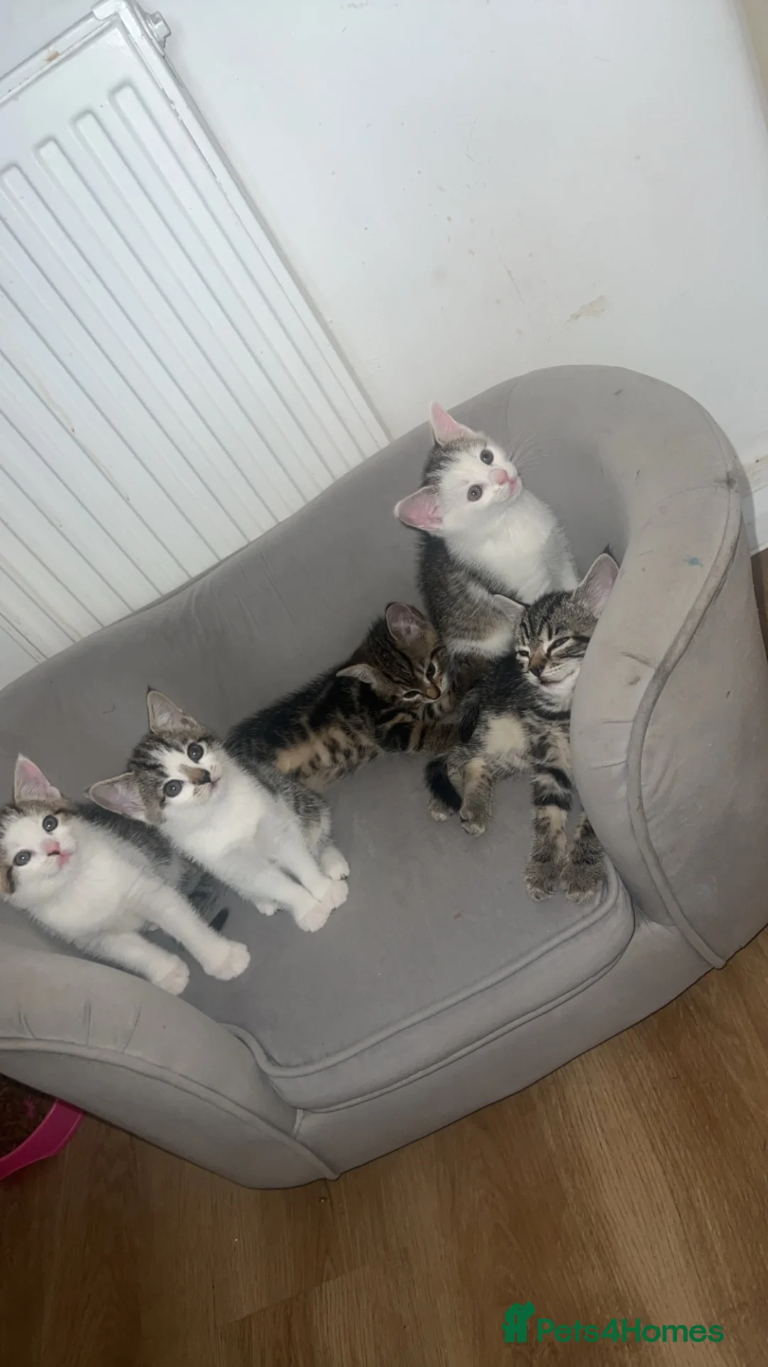 Mixed Breed cats for sale: Kittens  - Advert 2
