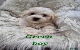 Zuchon dogs for sale: Bichon Frise puppy for sale  - Image 13