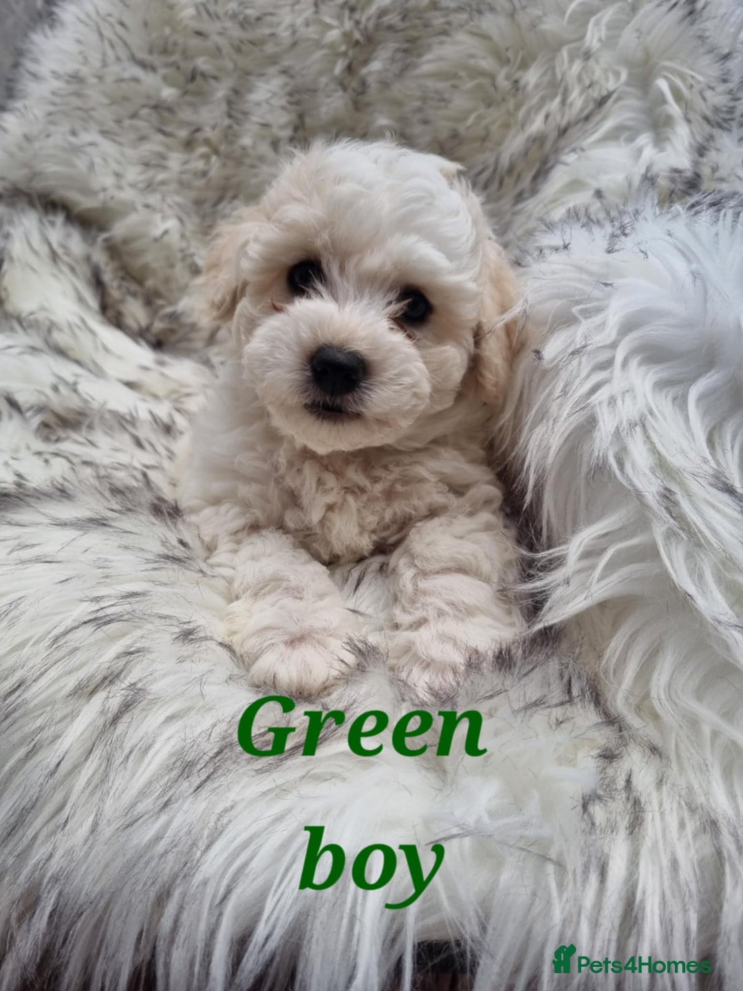 Zuchon dogs for sale: Bichon Frise puppy for sale  - Image 13