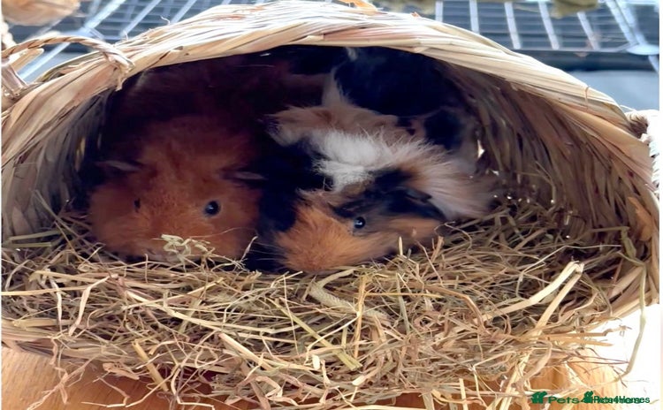Guinea Pig rodents - Advert 2