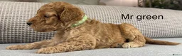 Double Doodle dogs for sale: A REALLY EXCITING MIX OF BREEDS. GORGEOUS!!! - Advert 13