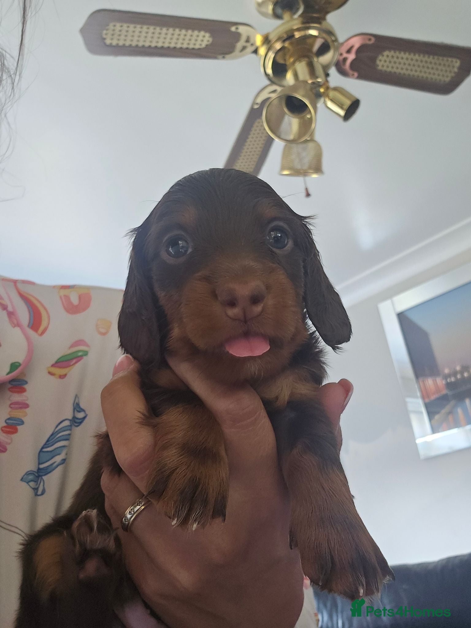 Miniature Dachshund dogs 4 male Dachshunds - Advert 15