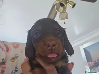 Miniature Dachshund dogs 4 male Dachshunds - Advert 15