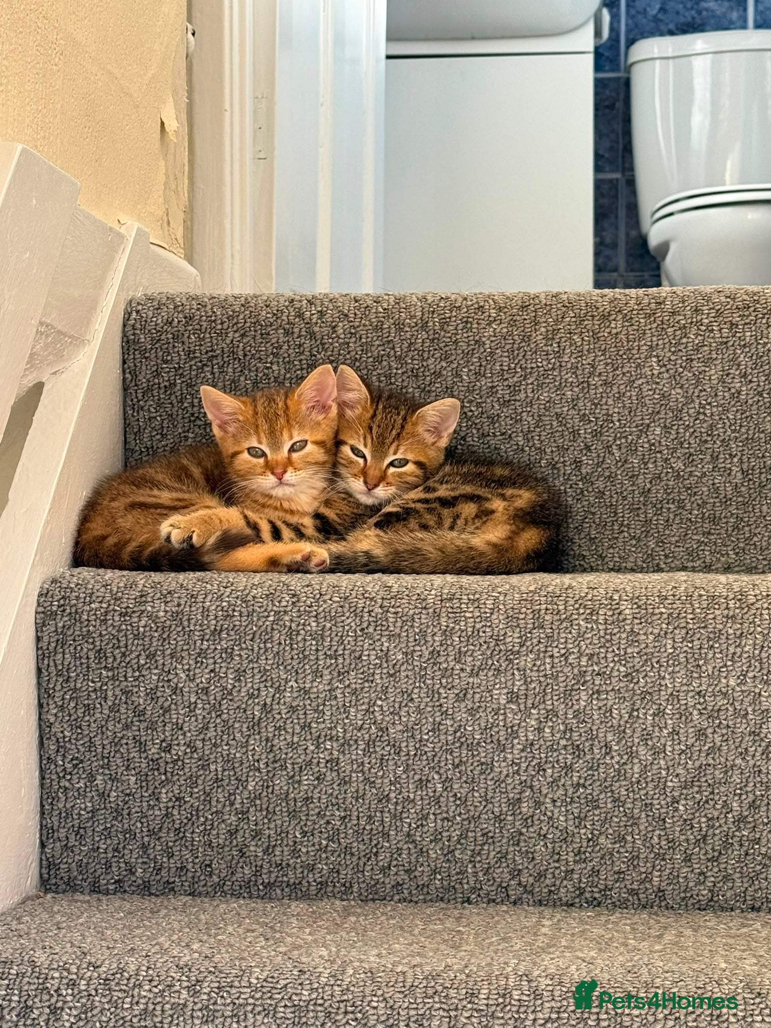 Mixed Breed cats Lilac x Tabby Kittens Bengal Style Female Pair - Advert 3
