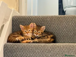 Mixed Breed cats Lilac x Tabby Kittens Bengal Style Female Pair - Advert 3