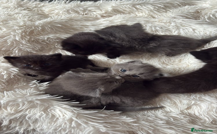 Mixed Breed cats - Advert 2