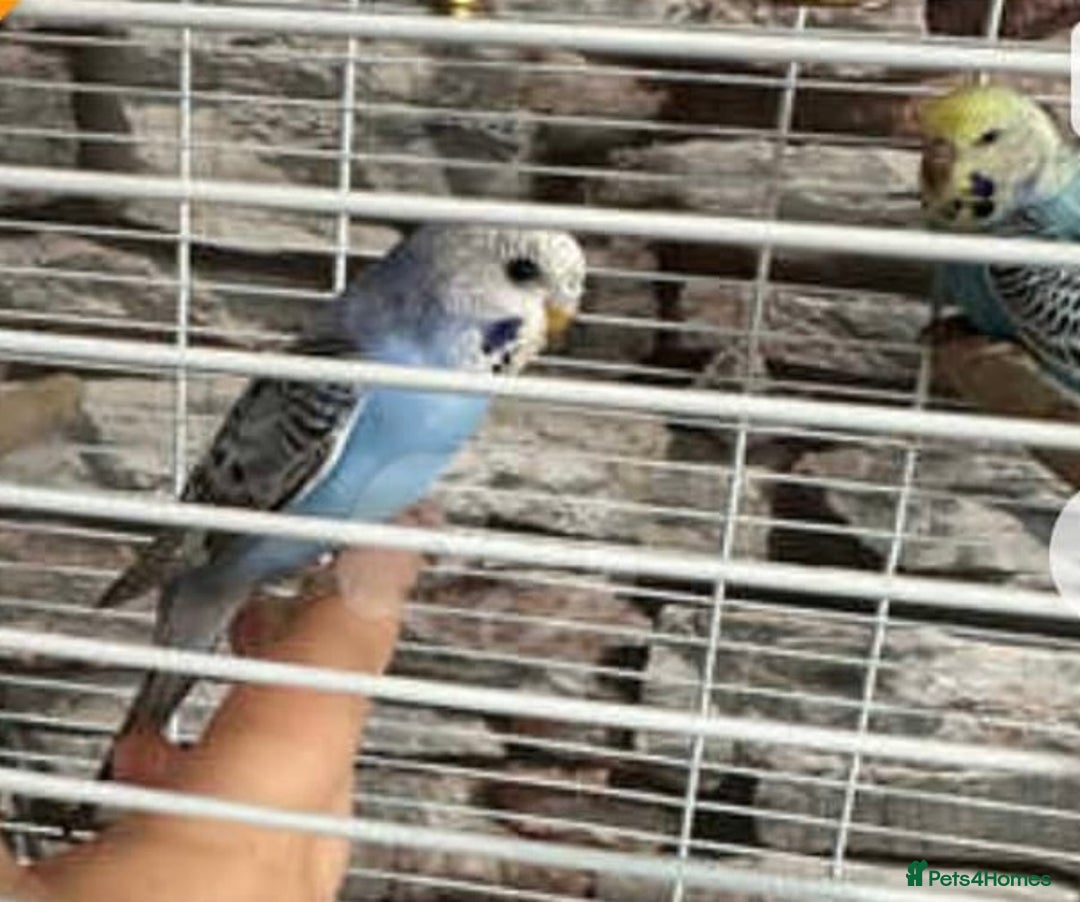 Budgerigars birds for sale: Male and Female budgies  - Image 1