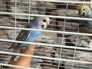 Budgerigars birds - Advert 14