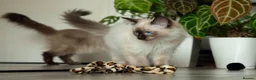 Ragdoll cats for sale: Beautiful Seal Point Male Ragdoll Kitten - GCCF - Advert 5