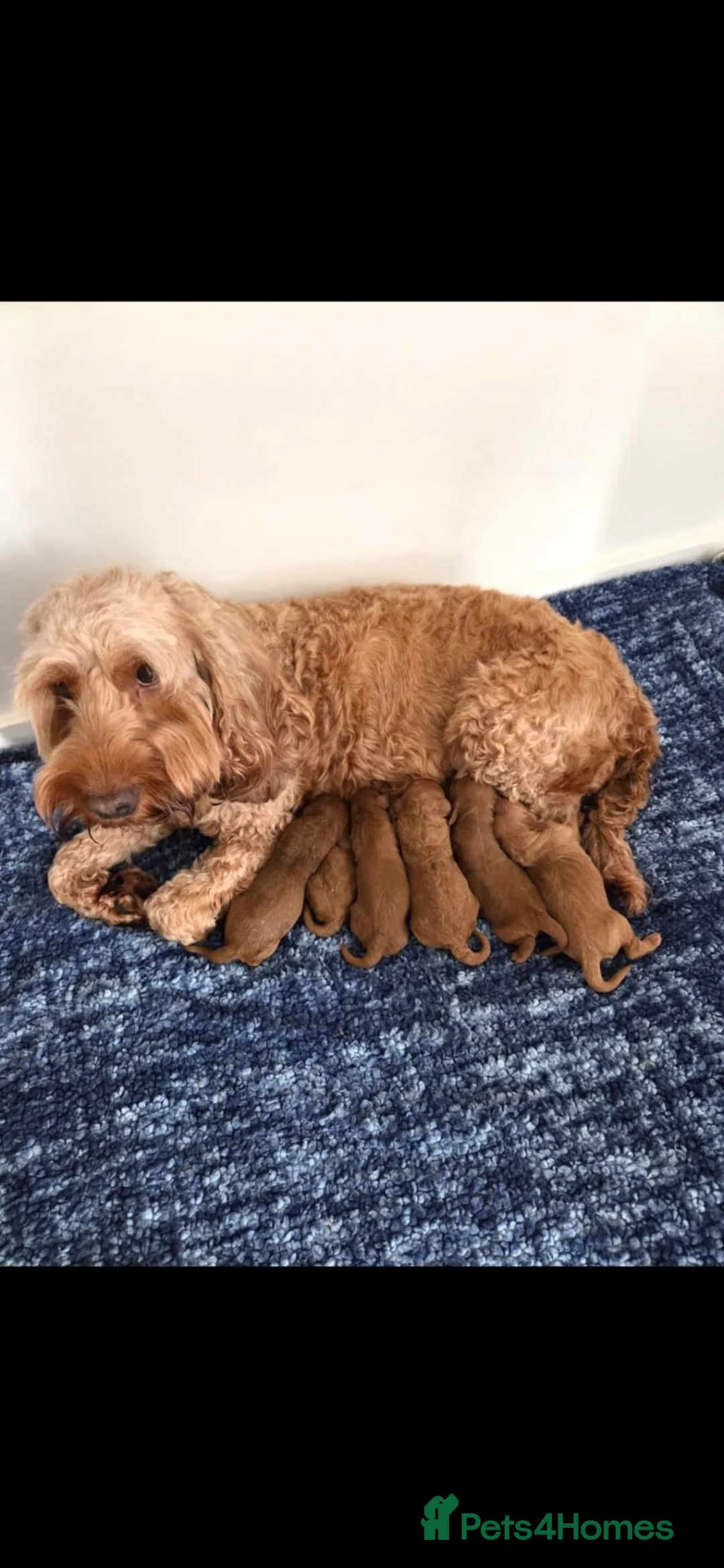 Cockapoo dogs for sale: Gorgeous Cockapoo Puppies  - Advert 1