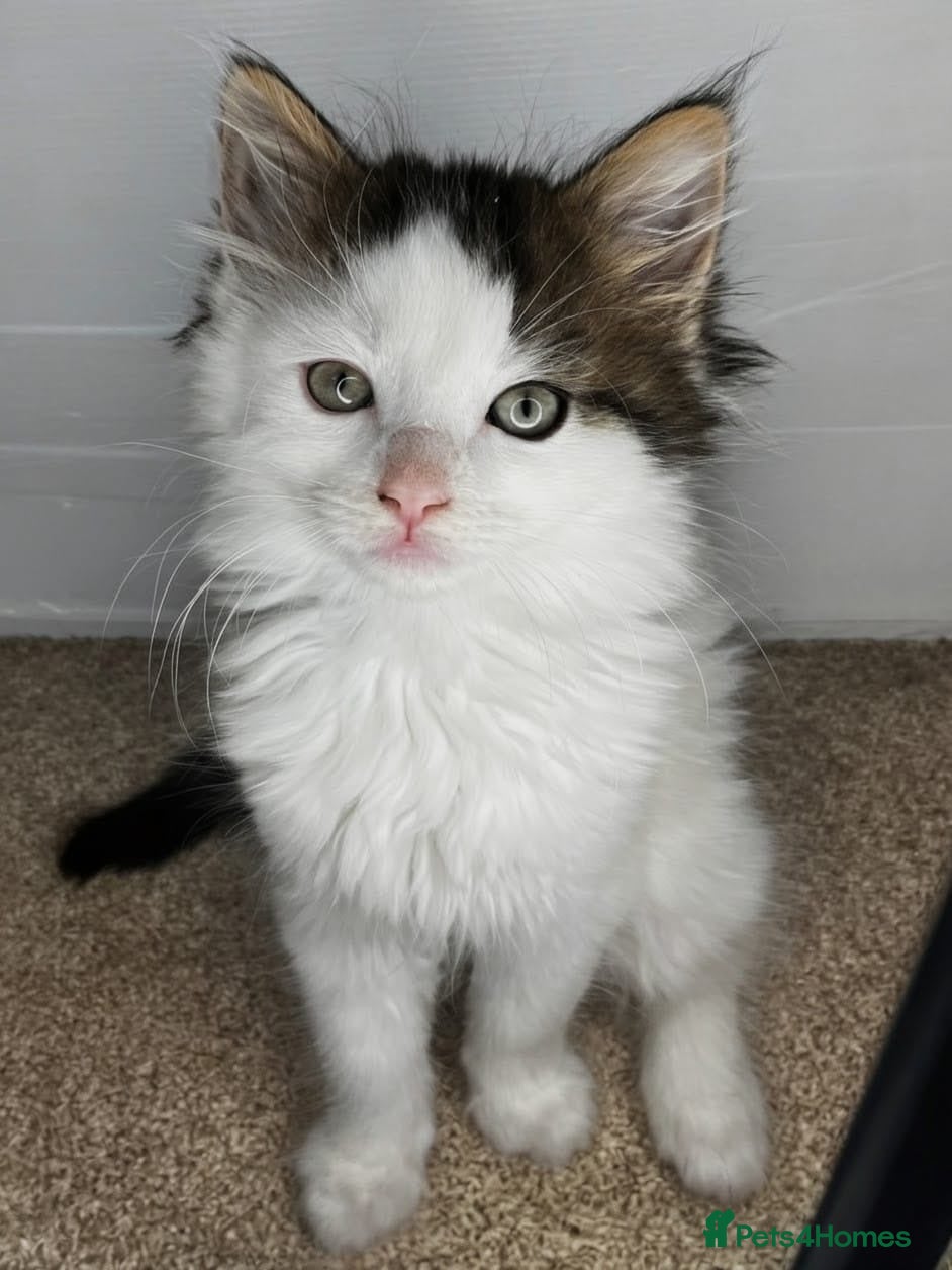 Maine Coon cats *READY NOW* LAST MAINE COON KITTEN - Advert 8