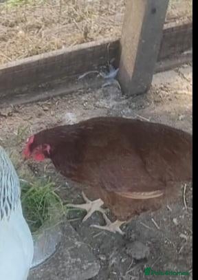 Chickens poultry Rhode Island Red hen for sale - Advert 2