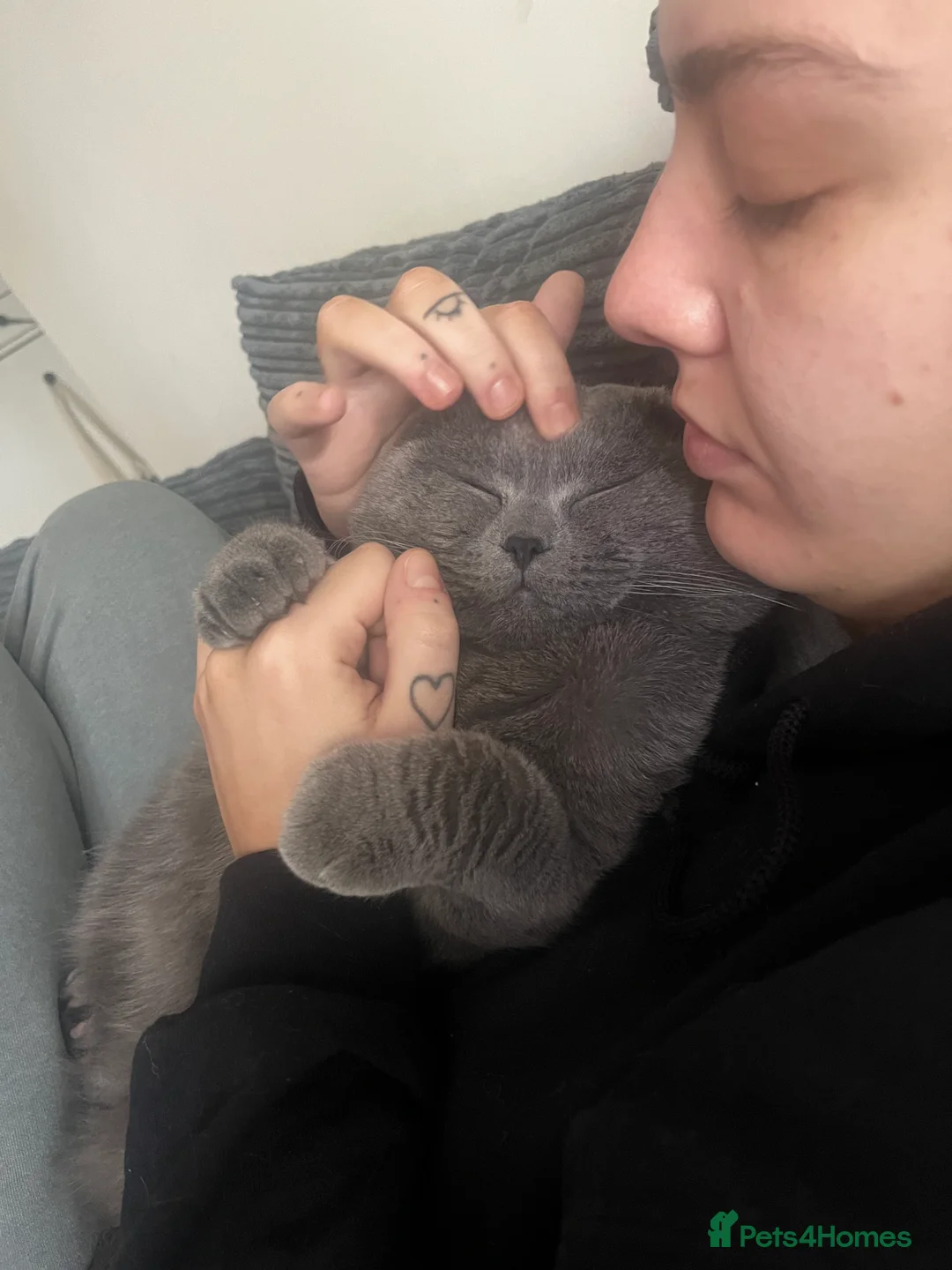 Scottish Fold cats for stud: FOLD AVAILABLE FOR STUD MANCHESTER THIS WEEK  in Salford - Advert 11