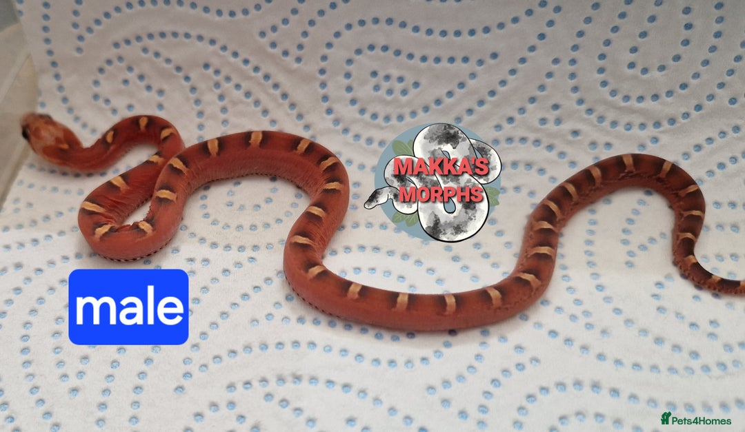Corn Snake reptiles for sale: Scaleless bloodred pied sided - Image 6