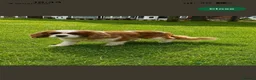 Cavalier King Charles Spaniel dogs for stud: Quality KC Reg Health Tested Cavalier Stud Dog - Advert 2