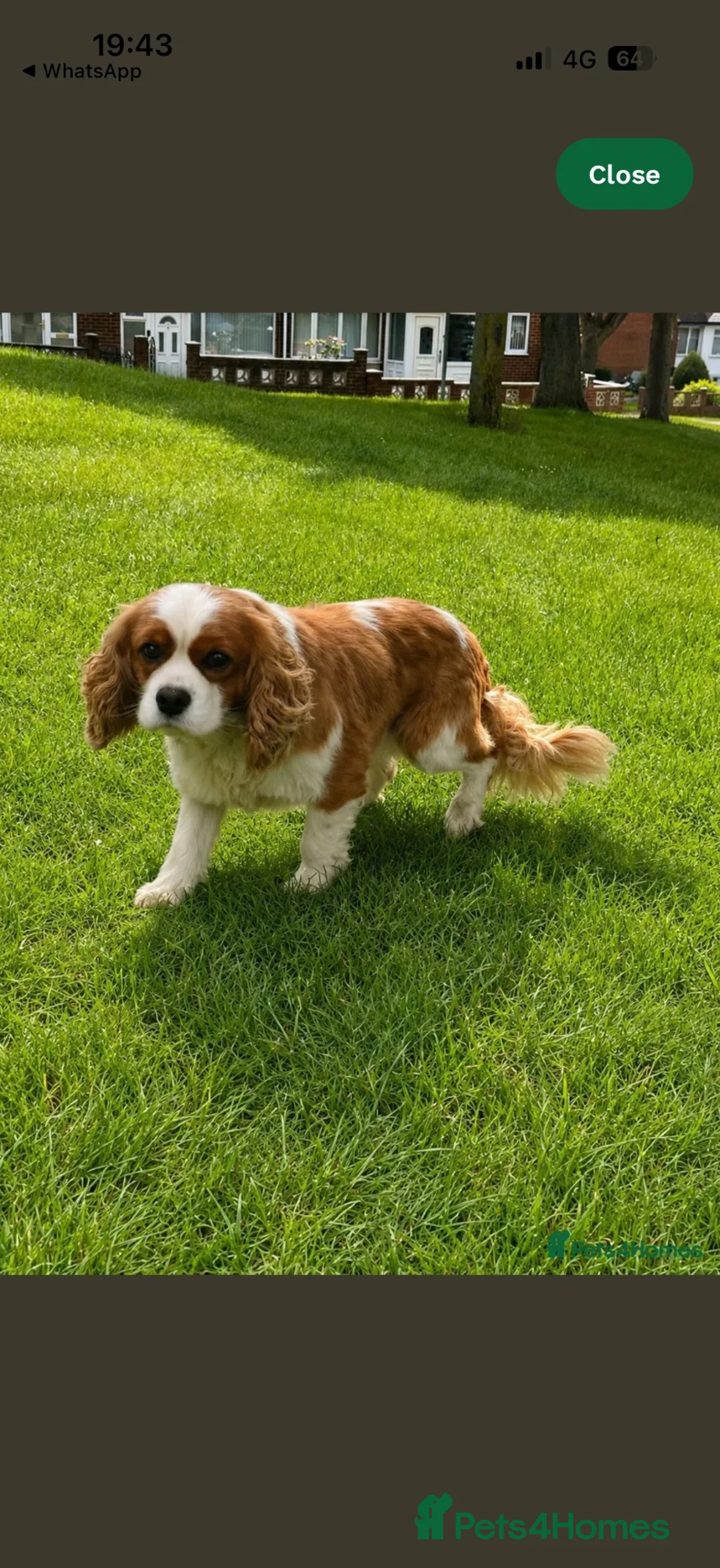 Cavalier King Charles Spaniel dogs for stud: Quality KC Reg Health Tested Cavalier Stud Dog - Advert 2