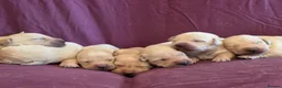 Goldador dogs for sale: Gorgeous KC Line Goldador Puppies 🐾  - Advert 19