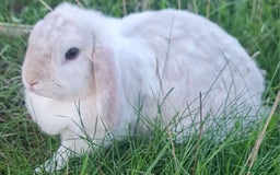 Mini Lop rabbits for sale: Beautiful white/ grey rabbit  - Advert 2