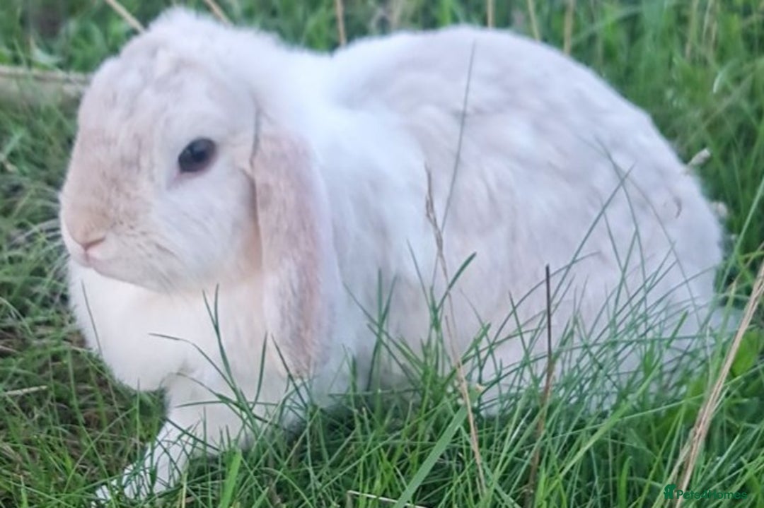 Mini Lop rabbits for sale: Beautiful white/ grey rabbit  - Advert 2