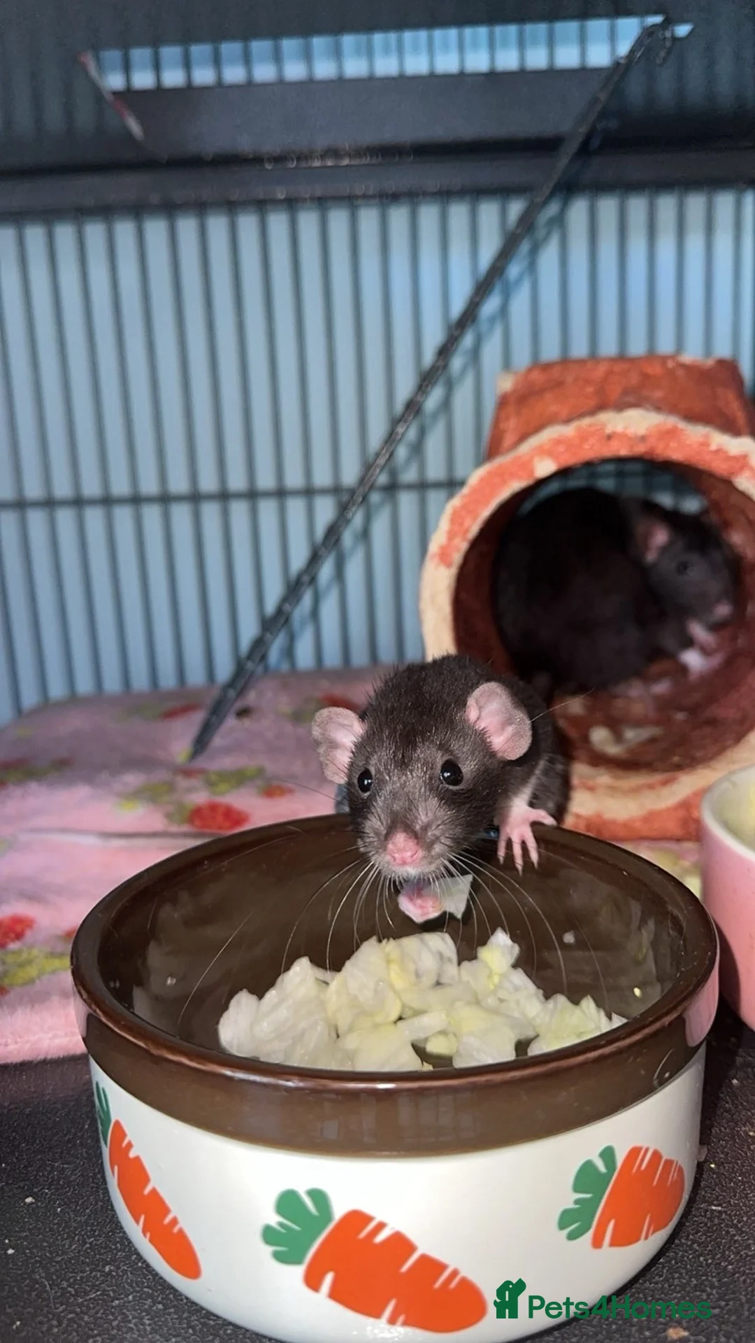 Rat rodents for sale: Rats for rehoming - Advert 8