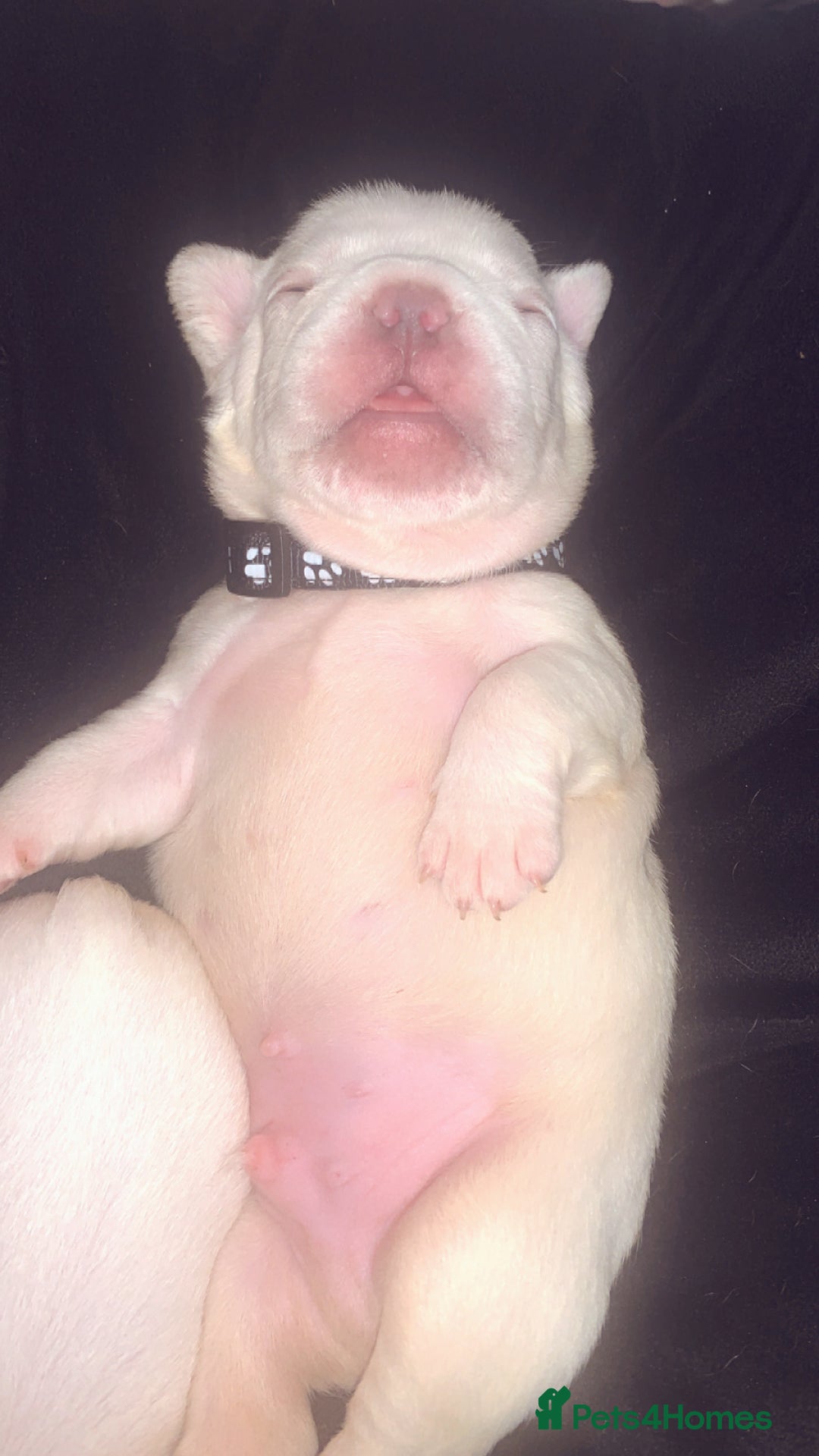 French Bulldog dogs for sale: French bulldogs  - Image 5