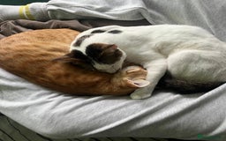 Arabian Mau cats for adoption: Two Bonded Rescue Cats for Adoption Together - Image 8