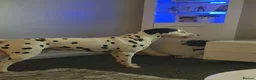 Dalmatian dogs for sale: Dalmation and mix bread  - Advert 16
