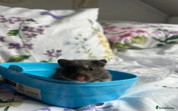 Hamster rodents for sale: Female Syrian hamster  - Image 3