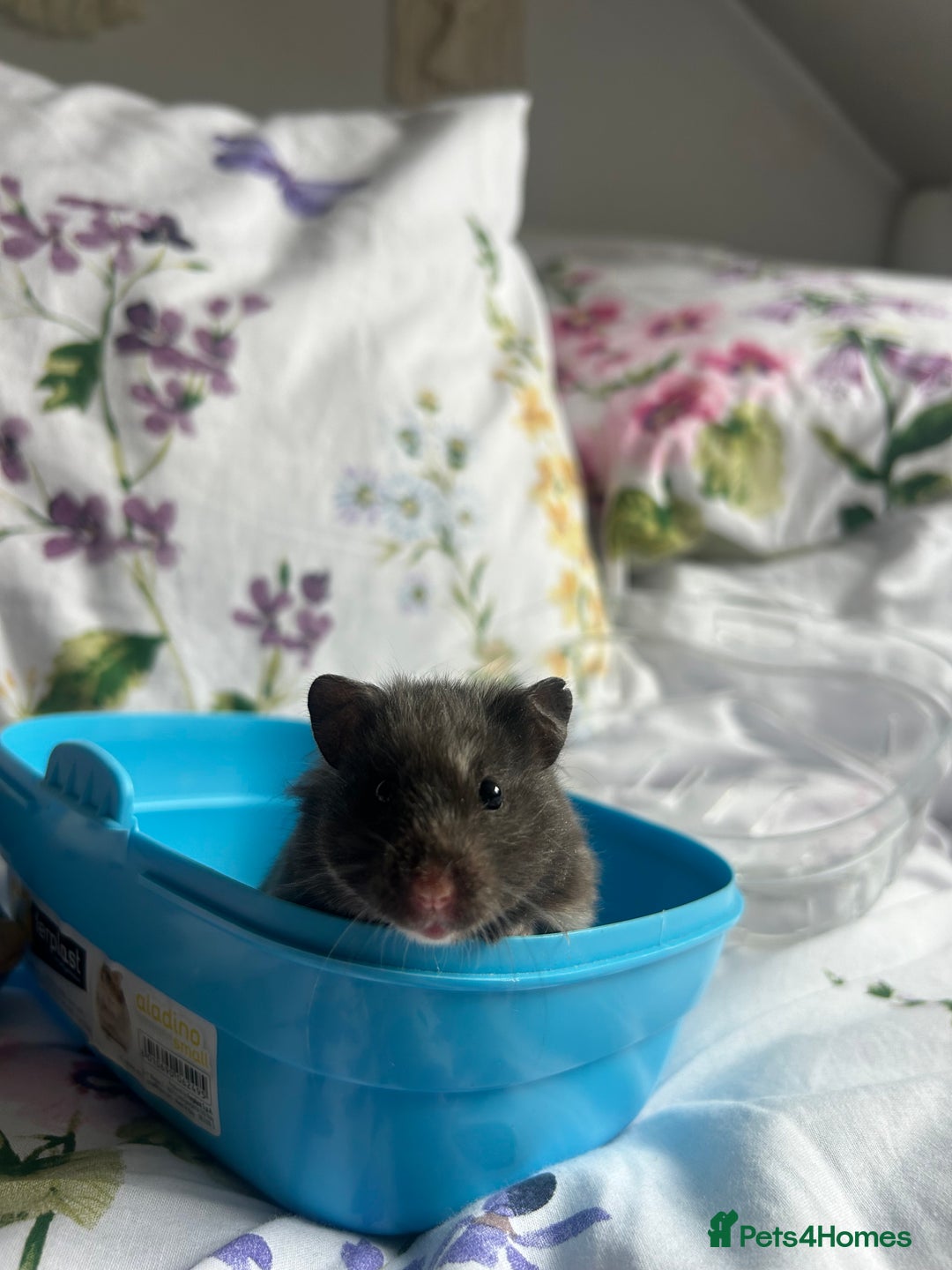 Hamster rodents for sale: Female Syrian hamster  - Image 3