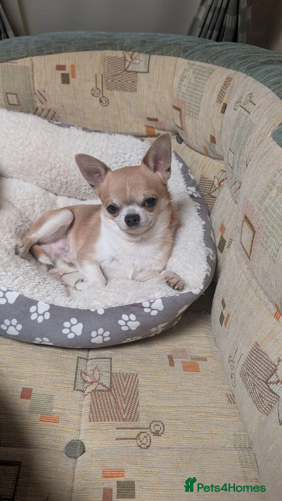 Chihuahua dogs for stud: Stud only-  in Halesworth - Advert 2