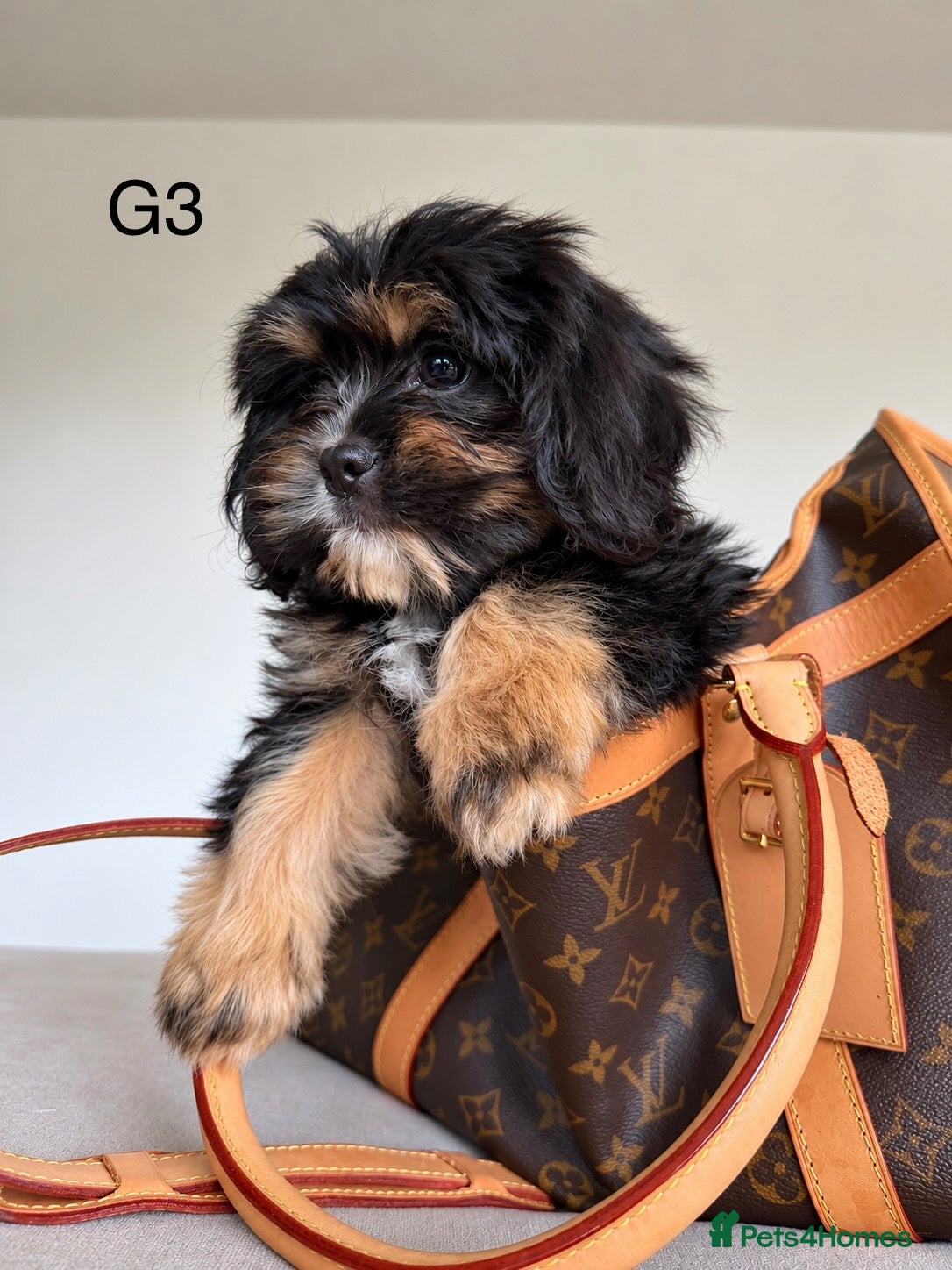 Cava Tzu dogs Gorgeous Cavatzus – Cavalier × Shih Tzu Puppies - Advert 1