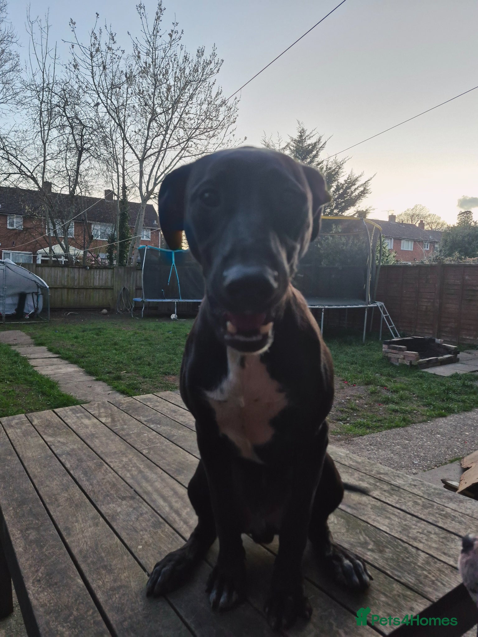 Mixed Breed dogs Spike - Advert 3