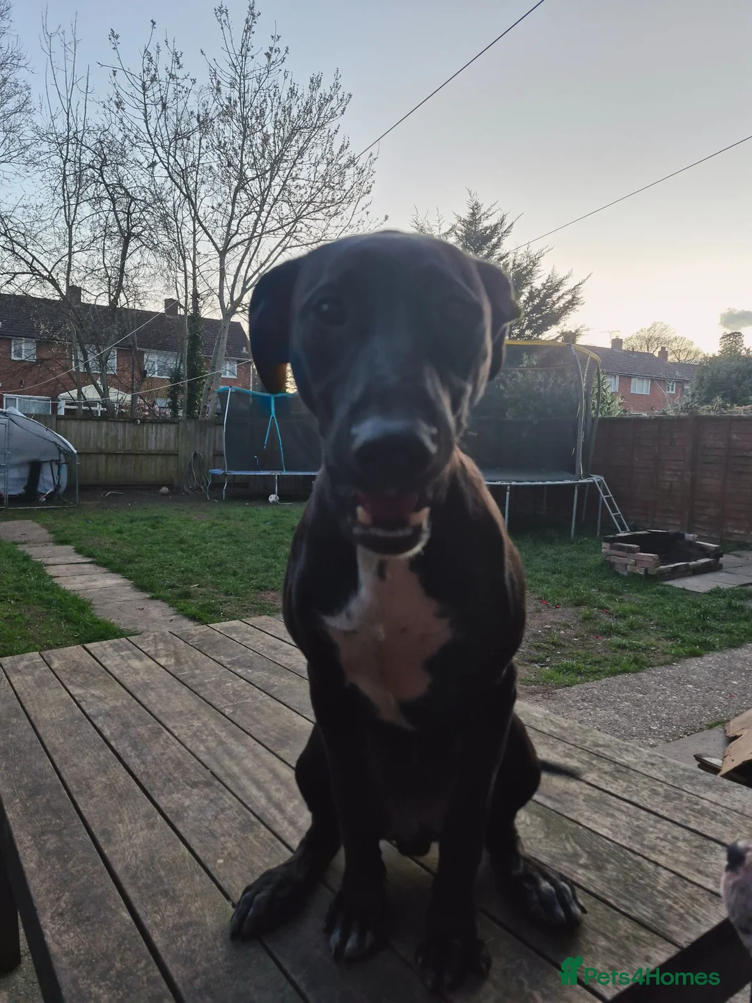 Mixed Breed dogs for sale: Spike - Advert 1